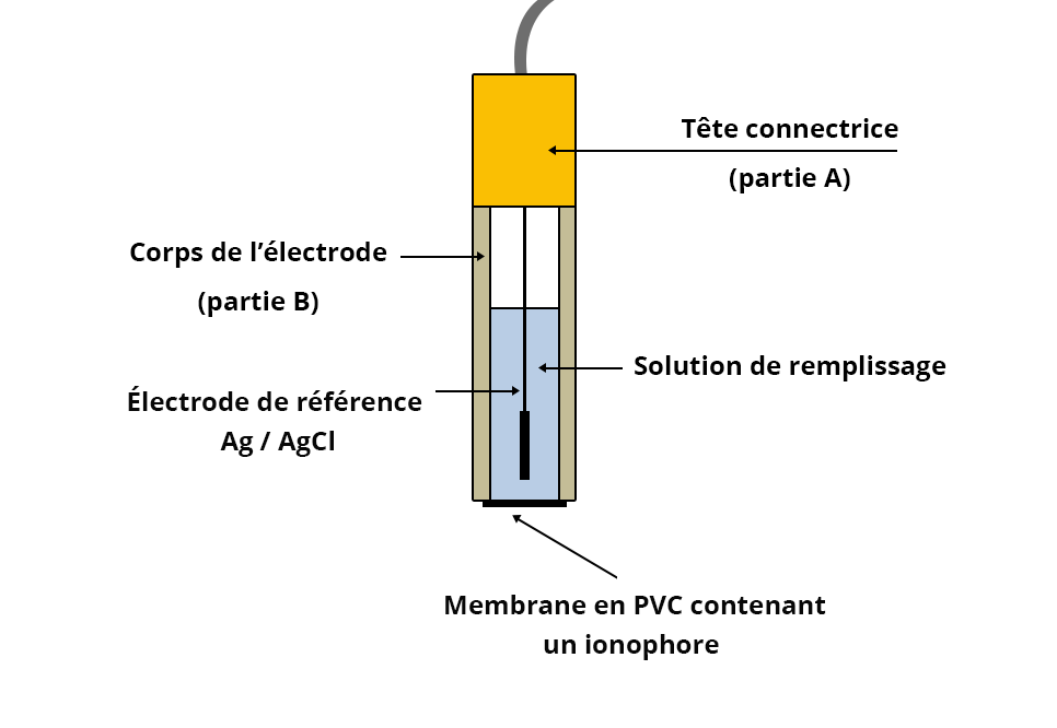 Schéma de constitution de l'électrode. La tête connectrice (partie A) en haut est prolongée par le corps de l'électrode (partie B). L'électrode de référence Ag / AgCl trempe dans une colution de remplissage. A la base se trouve un membrane en PVC contenant un ionophore.