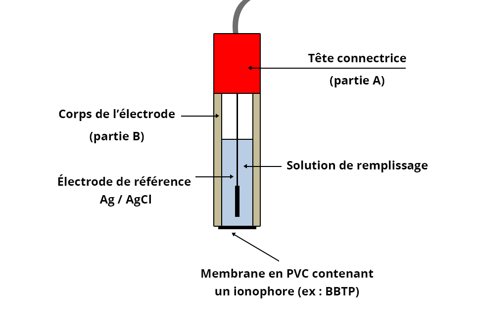 Illustration en coupe de l'électrode : une tête connectrice (partie A) et le corps de l'électrode (partie B). Le corps contiens l'électrode de référence Ag / AgCl plongée dans la solutions de remplissage. A l'extrémité de l'électrode se trouve une membrane en PVC contenant un ionophore (ex : BBTP)