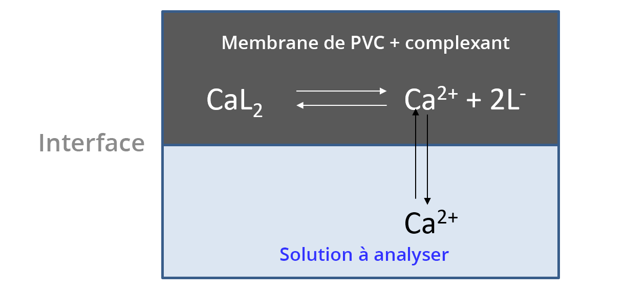 Illustration de l'interface solution - membrane. Les ions Ca2+ passent de la solution à analyser à la membreane PVC + complexant et inversement.
