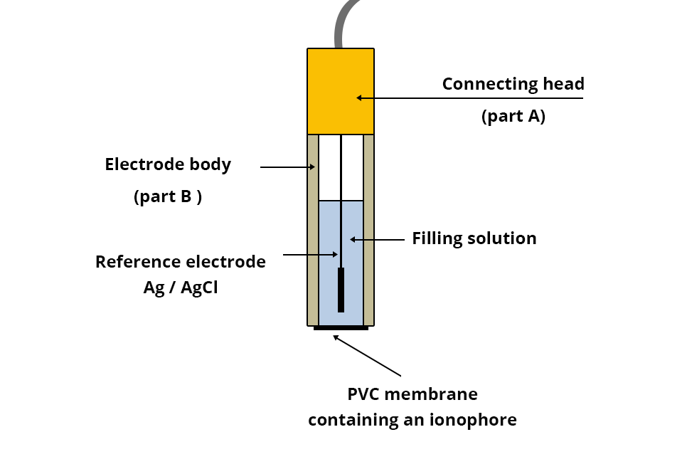 Diagram of the electrode construction. The connecting head (part A) at the top is extended by the electrode body (part B). The Ag / AgCl reference electrode is soaked in a filling solution. At the base is a PVC membrane containing an ionophore.