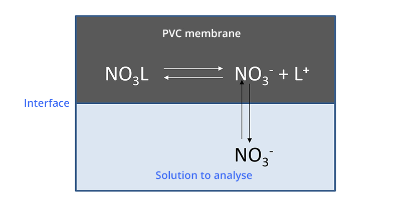 Diagram of the solution-membrane interface. The pvc membrane exchanges NO3- with the solution to be analyzed.