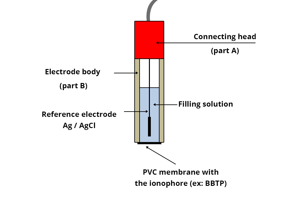 Cross-sectional illustration of the electrode: a connecting head (part A) and the electrode body (part B). The body contains the Ag / AgCl reference electrode immersed in the filling solution. At the end of the electrode is a PVC membrane containing an ionophore (eg: BBTP)