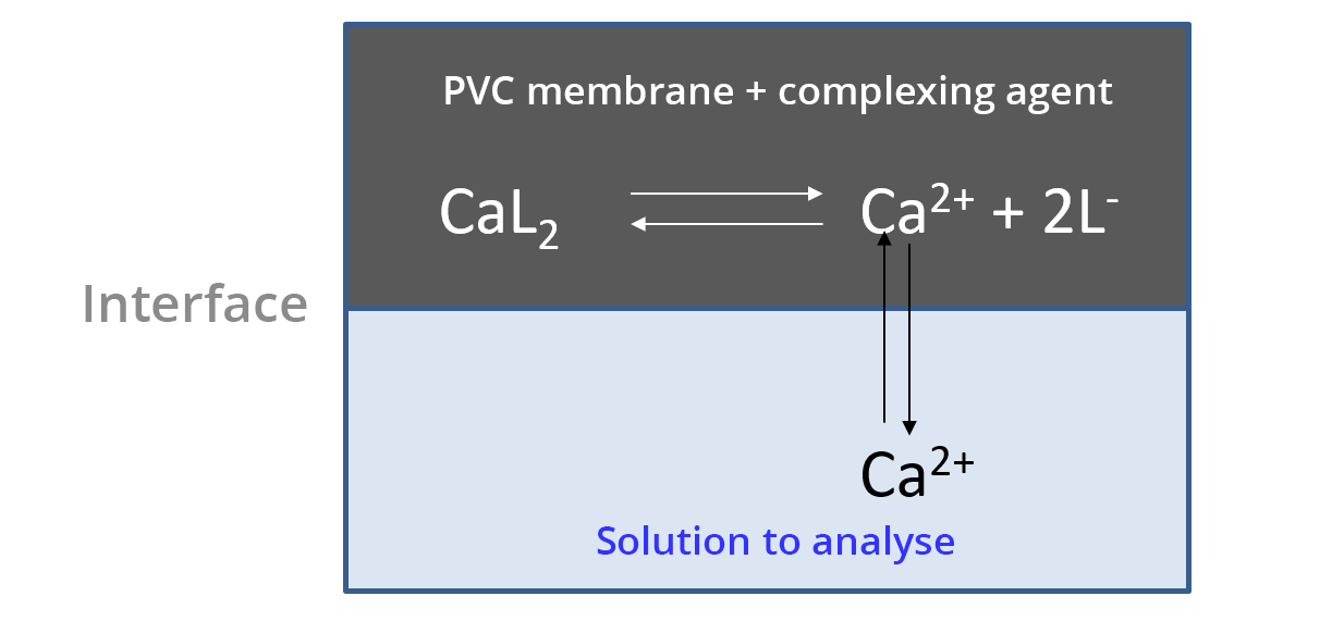 Illustration of the solution - membrane interface. The Ca2+ ions pass from the solution to be analyzed to the PVC + complexing member and vice versa.