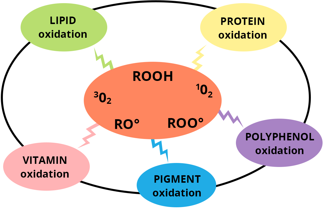 Illustration containing a bubble in the center with the inscriptions: ROOH, 1O2, ROO°, RO° and 3O2. Around it are several bubbles with the inscriptions: oxidation of proteins, oxidation of polyphenols, oxidation of lipids, oxidation of vitamins and oxidation of lipids.