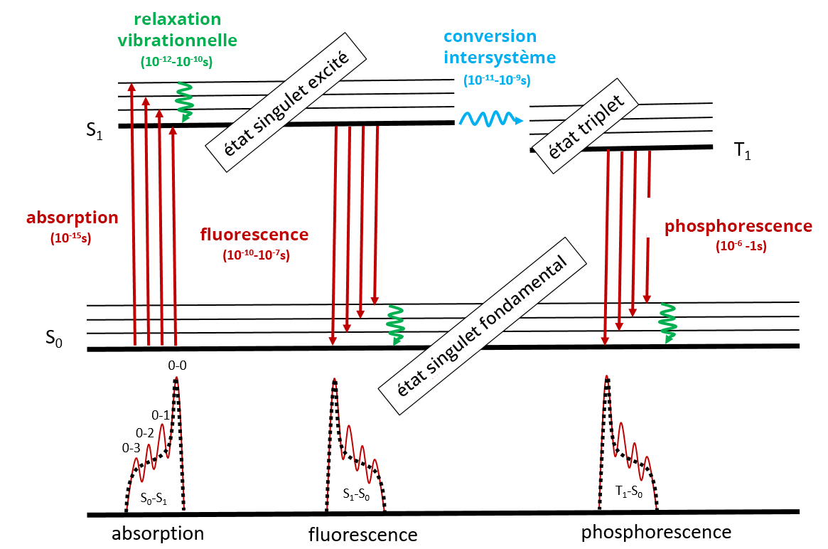 diagramme de Jablonski : étape d'absorption amenant à l'état singulet excité, amenant lui même à l'étape de fluorescence. L'état suivant est l'état singulet fondamental, passant à l'état triplet amenant à l'étape de phosphorescence