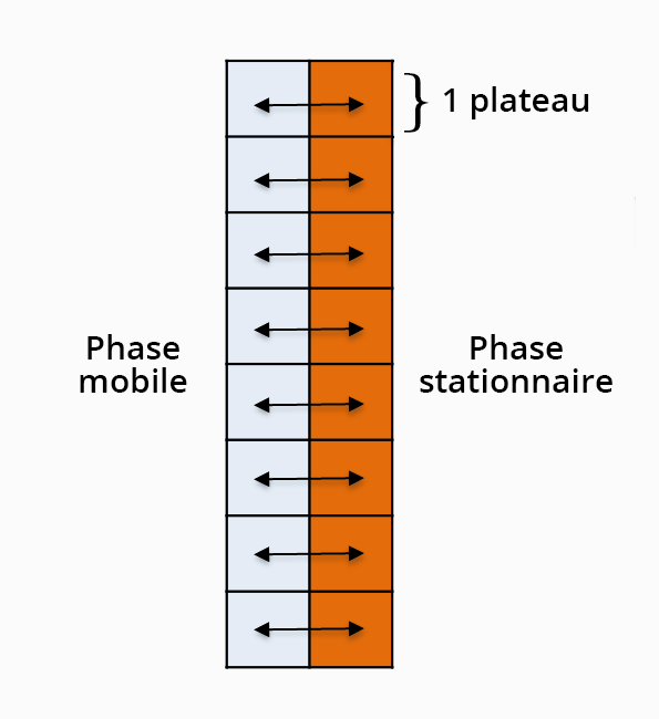 Schéma présentant une succession de rectangles superposés verticalement, chaque rectangle représentant un plateuu. Chaque plateau est divisé en 2 horizontalement, à gauche la phase mobile et à deoite la phase stationnaire. Des flèches doubles symbolisent les échanges entre les deux phases.