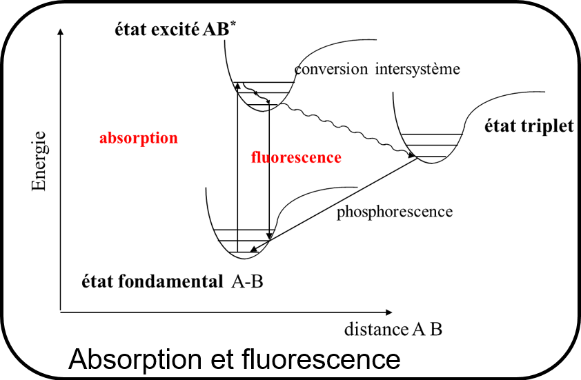 Diagramme titré absorption et fluorescence. On y voit un axe abscisse "Energie" et une ordonnée "distance AB". L'énergie augmentant on passe de l'état fondamental A-B à l'état excité A-B. La distance augmentant, on passe de l'absorption à la fluorescence, puis la phosphorescence et enfin l'état triplet.