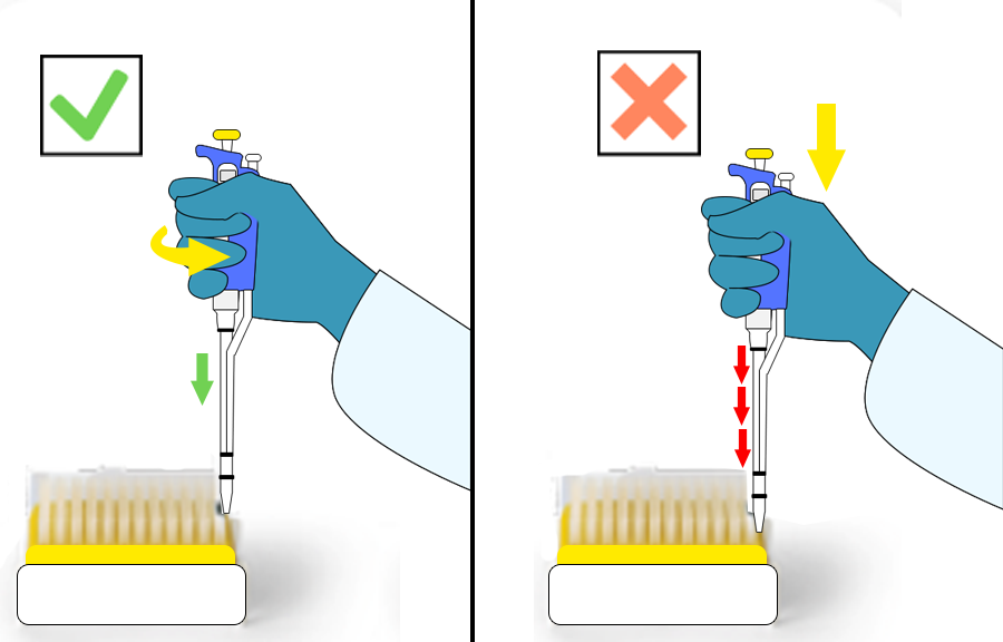 Illustration of the rotary movement to be made when inserting the micropipette