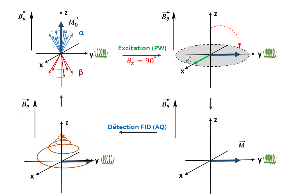 Schéma présentant les phases d'excitation (PW) et de détection FID (AQ).