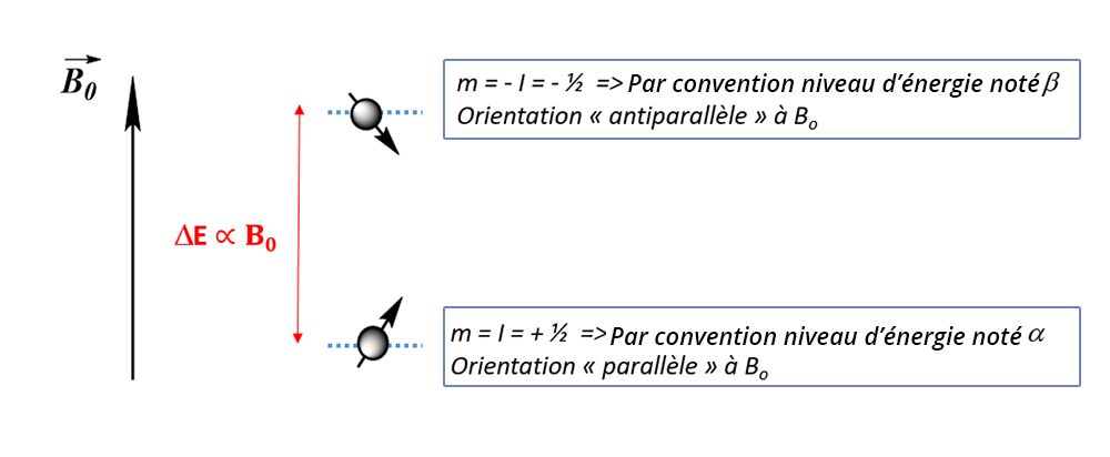 m = -I = -1/2. Par convention le niveau d'énergie noté beta . Orientation antiparallèle à B0. m = I = +1/2. Par conviention niveau d'énergie noté alpha. Orientation parallèle à B0.