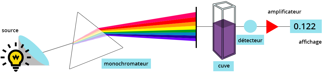 Schéma de principe d'un spectrophotomètre. A gauche, une source lumineuse emet une lumière polychromatique au travers du monochromateur. Ce dernier décompose les différentes longueurs d'onde et permet d'en sélectionner une. Le faisceau selectionné traverse la cuve à échantillon avant d'atteindre le détecteur. Le signal de ce dernier est amplifié avant d'être affiché.