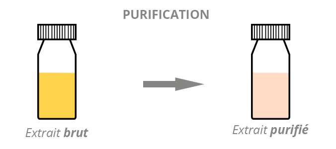 Illustration de deux fioles. A gauche, un extrait brut et à droite un extrait purifié. On passe de l'un à l'autre par la purification.