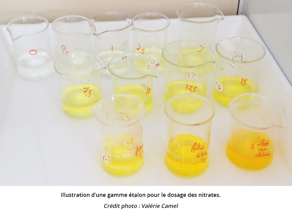Illustration d'une gamme étalon pour la dosage des nitrates. 12 bécher contiennent un liquide jaune de coloration de plus en plus prononcée.