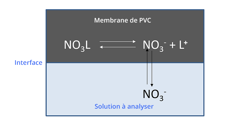 Schéma de l’interface solution-membrane. La membrane de pvc échange NO3- avec la solution à analyser.