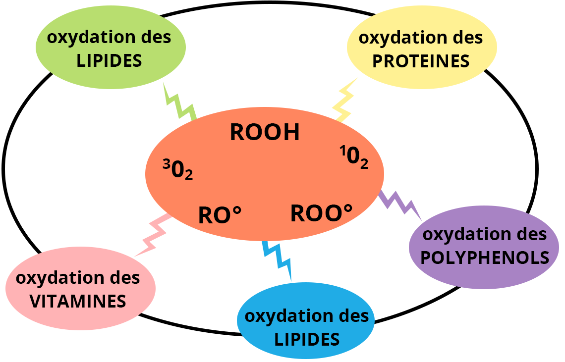Illustration contenant une bulle au centre avec les inscriptions : ROOH, 1O2, ROO°, RO° et 3O2. Autour se trouvent plusieurs bulles avec les inscriptions : oxydation des protéines, oxudation des polyphenols, oxydation des lipides, oxydation des vitamines et oxydation des lipides.