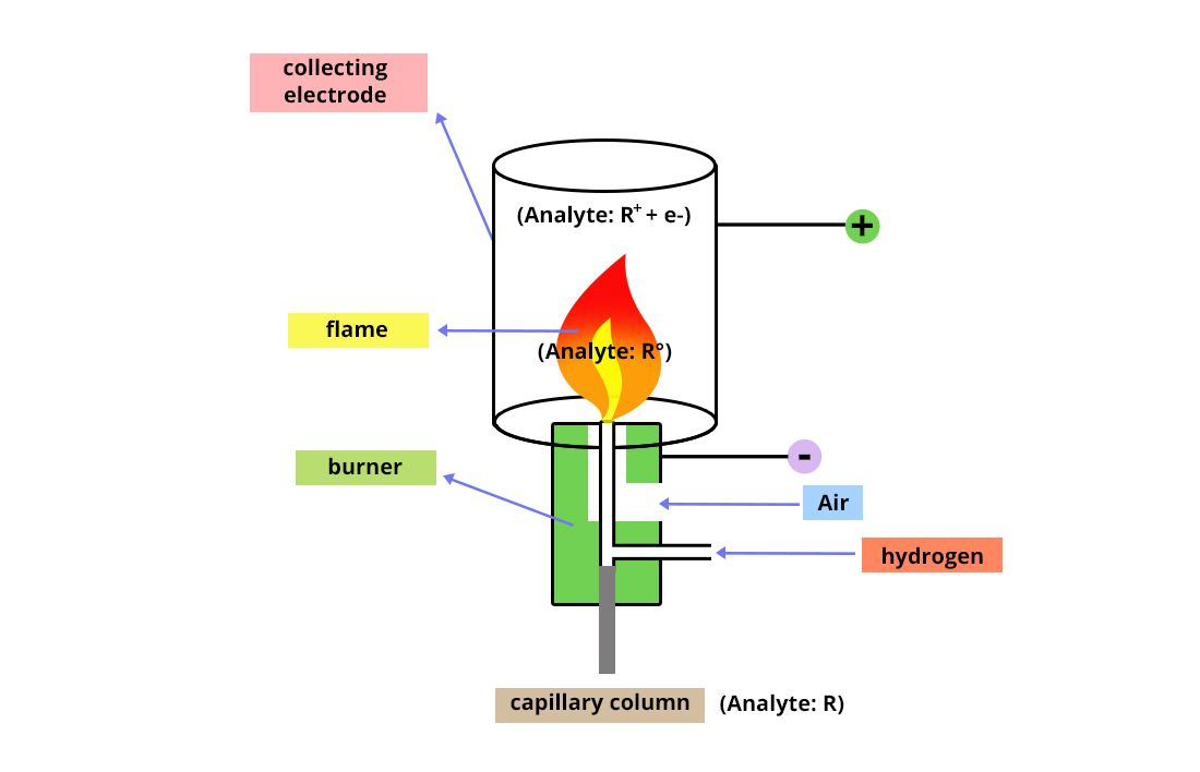 Diagram of a flame ionization detector. The burner in the center, with the capillary column underneath, and on its right the air and hydrogen inlets. Above the burner is the flame. The flame is surrounded by a cylinder representing the collecting electrode.