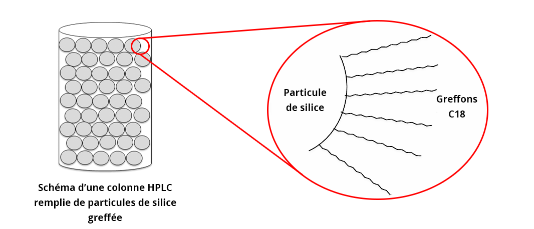 schéma représentant un colonne HPLC remplie de particules de silice greffée. La colonne est symbolisée par un cylindre, dans lequel se trouve des cercles symbolisant les particuliers de silice. Un zoom sur une paticule de silice semble montrer des rayons s'échappant de la particule, avec la mention greffons C18 à côté.