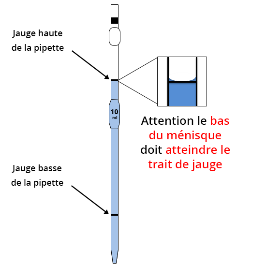 Attention : le bas du ménisque doit atteindre le trait de jauge.