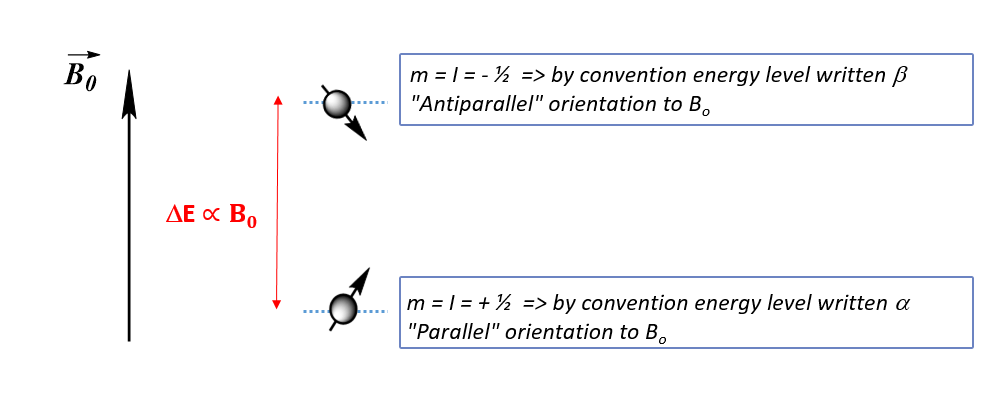 m = -I = -1/2. By convention the energy level noted beta . Orientation antiparallel to B0. m = I = +1/2. By convention the energy level noted alpha. Orientation parallel to B0.