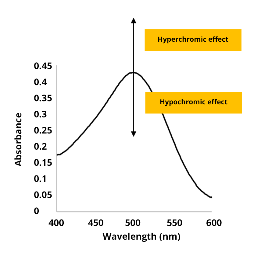 Absorbance spectrum. Two vertical arrows are located on either side of the absorbance peak at 500 nm. Above is the hyperchromic effect, below is the hypochromic effect.