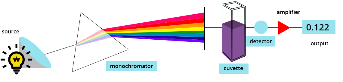 Schematic diagram of a spectrophotometer. On the left, a light source emits a polychromatic light through the monochromator. The latter decomposes the different wavelengths and allows to select one of them. The selected beam passes through the sample tank before reaching the detector. The signal of the latter is amplified before being displayed.
