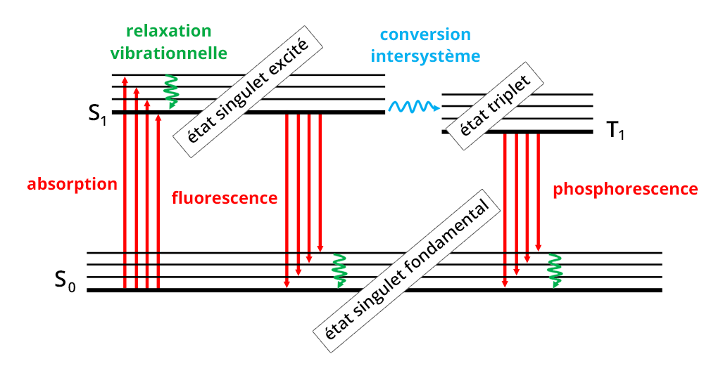 diagramme de Jablonski : étape d'absorption amenant à l'état singulet excité, amenant lui même à l'étape de fluorescence. L'état suivant est l'état singulet fondamental, passant à l'état triplet amenant à l'étape de phosphorescence